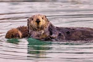 Zeeotter drijft op water in Alaska