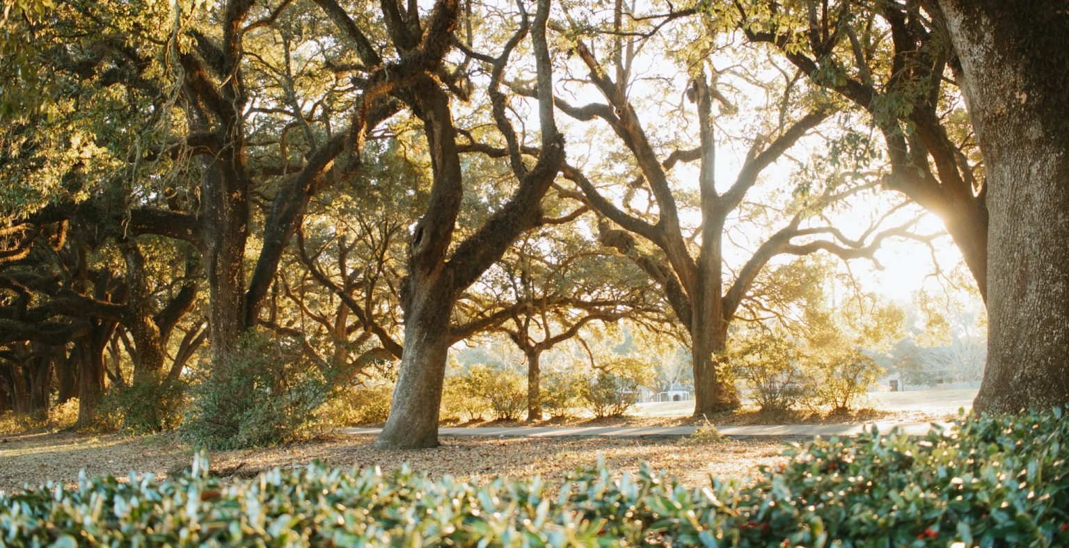 Landschap met grote eikenbomen in Alabama