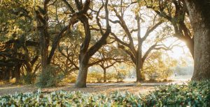 Landschap met grote eikenbomen in Alabama