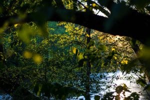 Bos en rivier met zonlicht in Florence Alabama