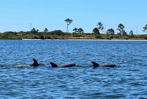 Dolfijnen Gulf Shores Alabama in zee