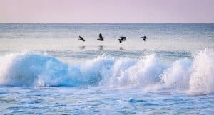 Golven Gulf Shores Alabama met pelikanen
