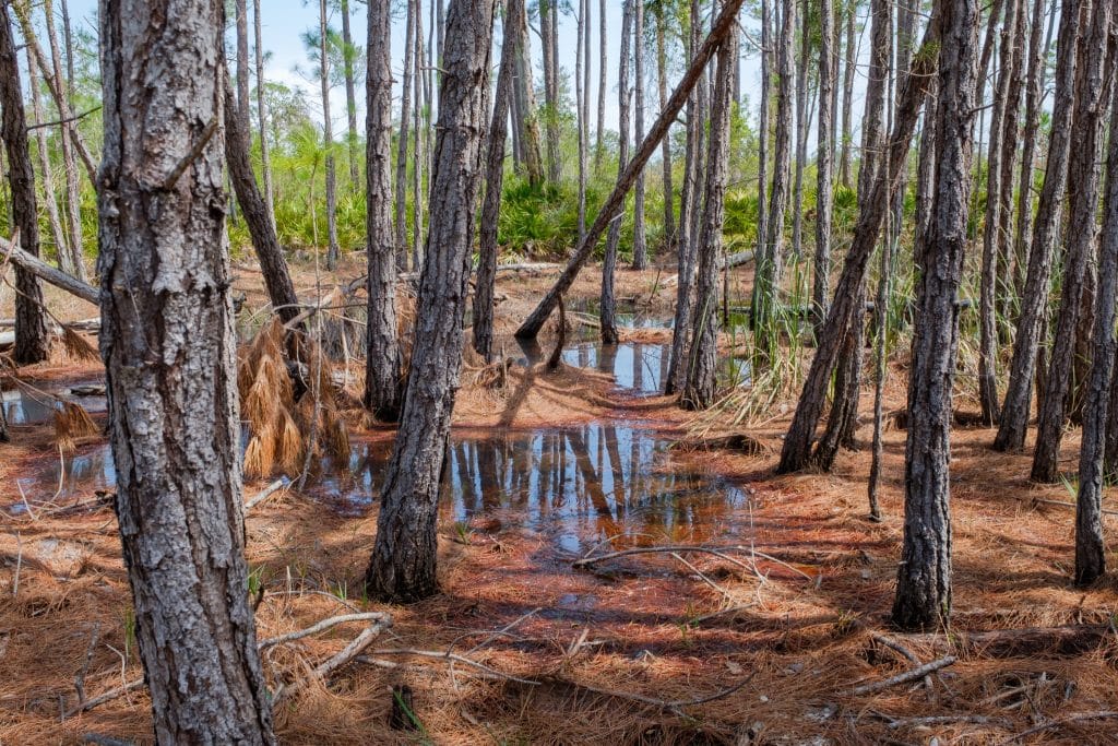 Moerasbos Gulf Shores Alabama met dennen en water