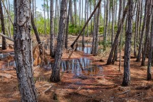 Moerasbos Gulf Shores Alabama met dennen en water