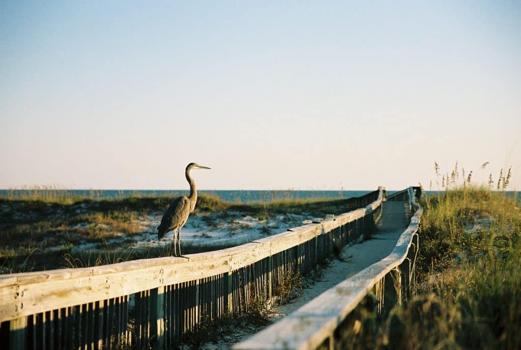 Strandpad Gulf Shores Alabama met vogel