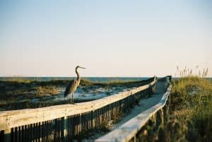 Strandpad Gulf Shores Alabama met vogel