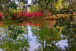 park met vijver en reflectie van bomen Mobile Alabama
