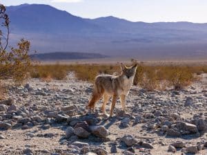Coyote in Death Valley National Park in droog woestijnlandschap