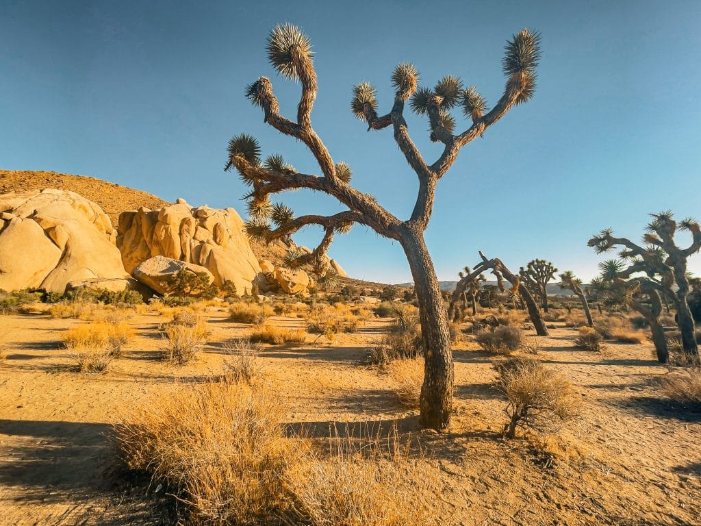 Joshua trees in woestijn van Joshua Tree Californië