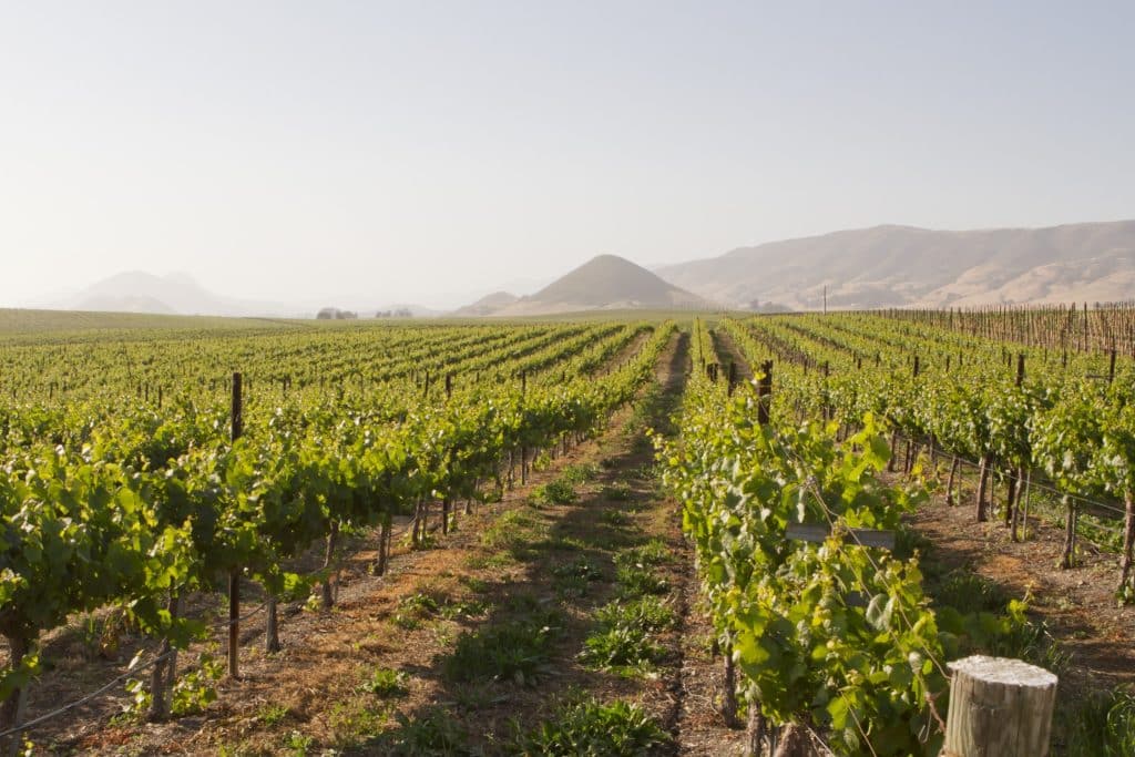 San Luis Obispo wijngaard met rijen druivenstokken