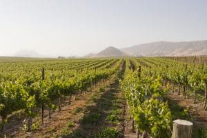 San Luis Obispo wijngaard met rijen druivenstokken
