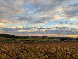 San Luis Obispo wijngaarden en heuvels bij daglicht