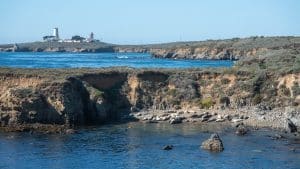 Zeeolifanten in baai bij San Simeon