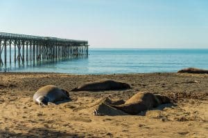Pier en zeeolifanten op strand San Simeon