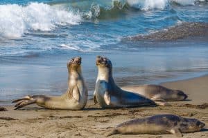 Zeeolifanten bij golven in San Simeon