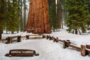 General Sherman boom in sneeuw Sequoia National Park