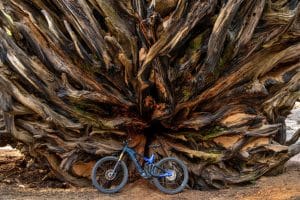 Boomwortels en mountainbike Sequoia National Park