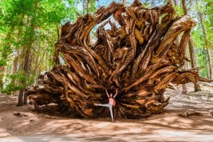 Grote boomwortels met persoon Sequoia National Park