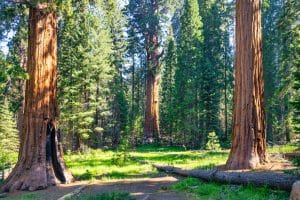 Bos met reuzenbomen Sequoia National Park