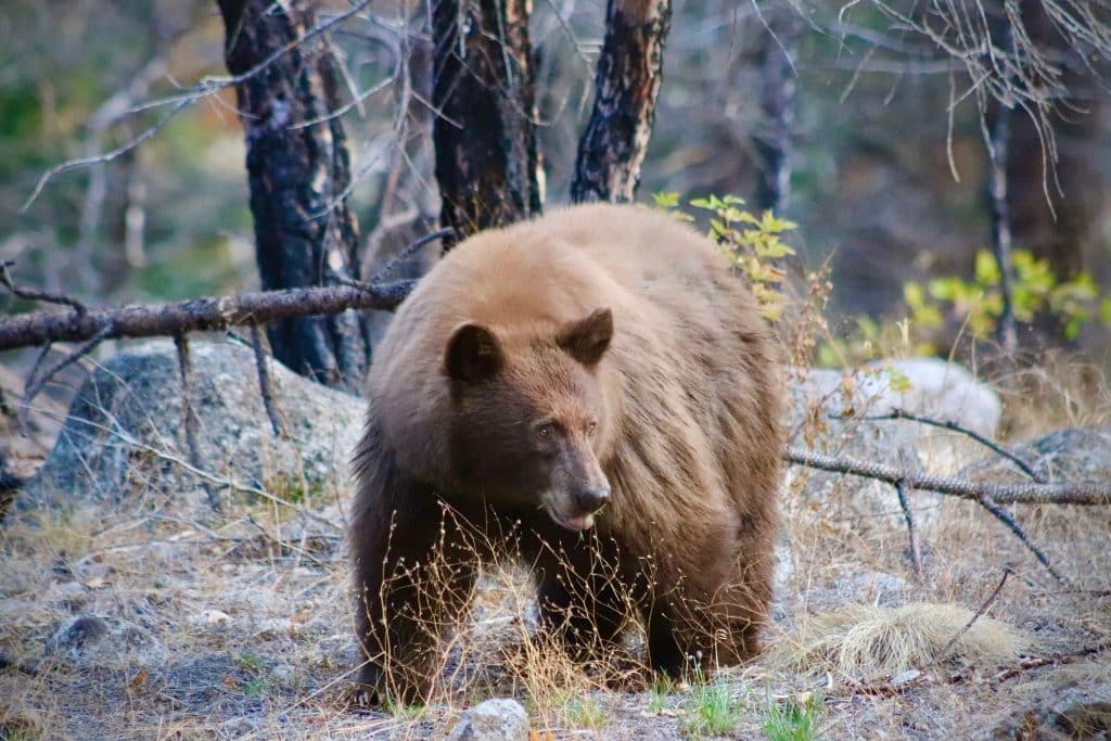 Bruine beer in bos Sequoia National Park