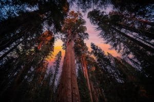 Sequoiabomen bij zonsondergang Sequoia National Park