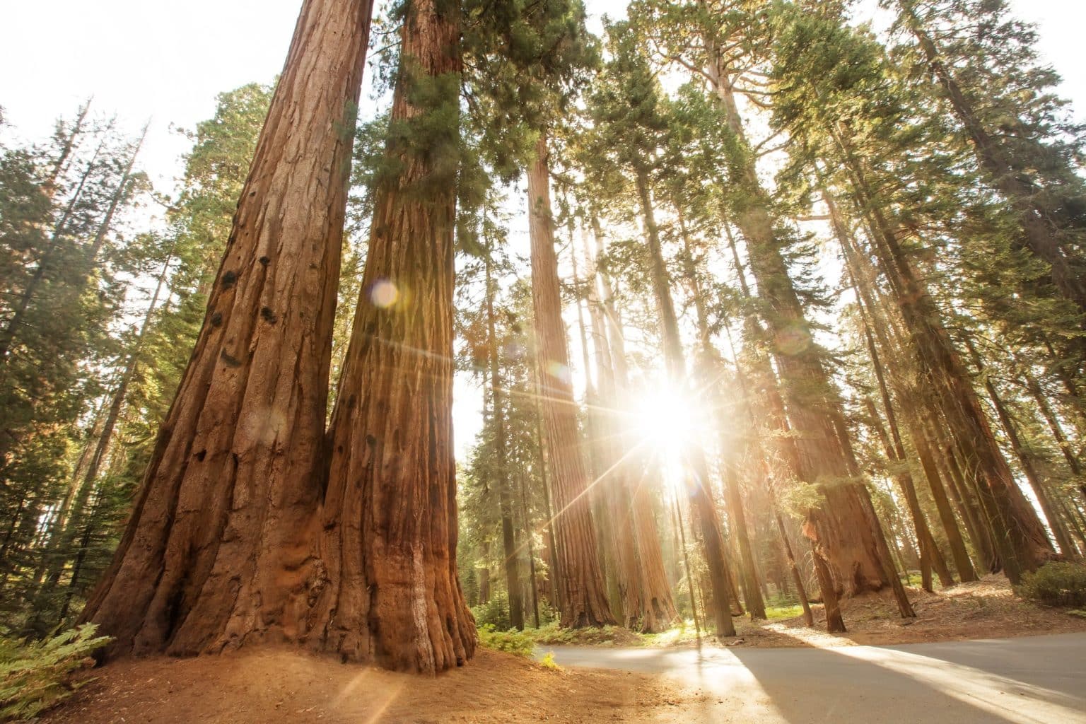 Sequoiabomen met zonlicht Sequoia National Park