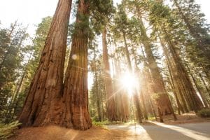 Sequoiabomen met zonlicht Sequoia National Park