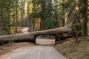 Tunnelboom op weg Sequoia National Park
