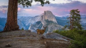 Hert met Half Dome op achtergrond Yosemite National Park