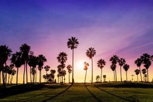 Californië park palmbomen zonsondergang