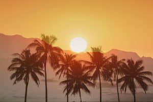 Californië palmbomen zonsondergang