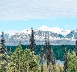 bergen bos uitzicht talkeetna alaska