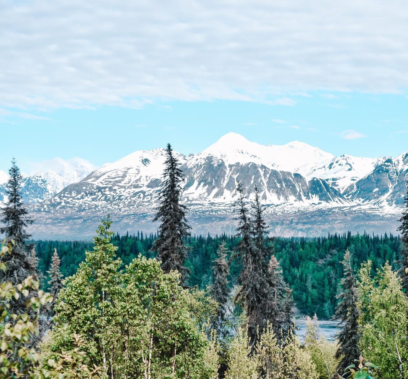 bergen bos uitzicht talkeetna alaska