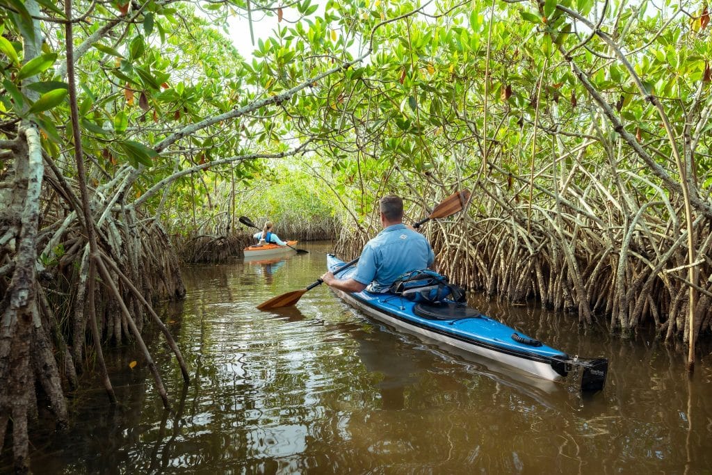 Kajakkers in mangrove tunnel Florida Keys