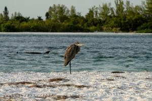 Reiger op strand van Sanibel Island in Florida