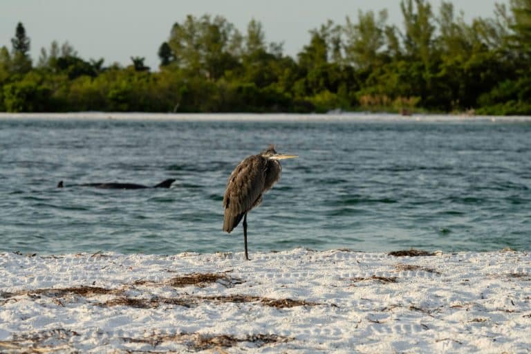 Reiger op strand van Sanibel Island in Florida