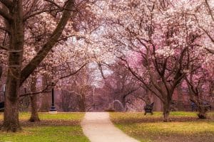 Bloesembomen en wandelpad in park in Columbus Ohio