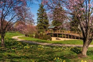Botanische tuin met bloesembomen in Columbus Ohio
