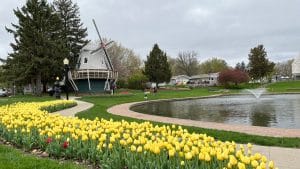 Windmolen en tulpenveld in Pella, Iowa