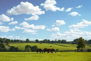Paarden in groene weides bij Lexington Kentucky