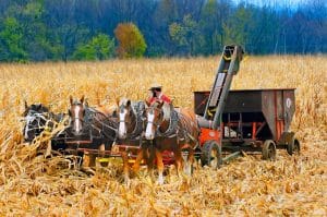 Amish boeren oogsten mais in Ohio